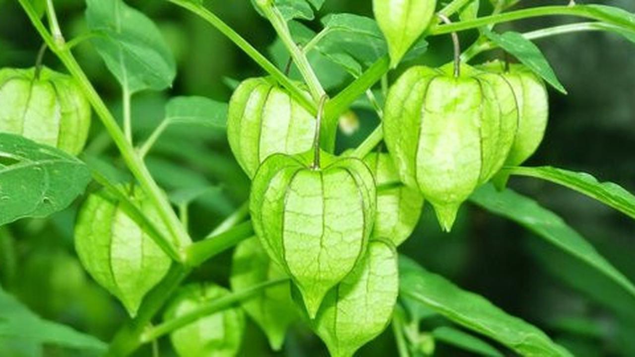 5 Manfaat sehat tak terduga dari buah cimplukan