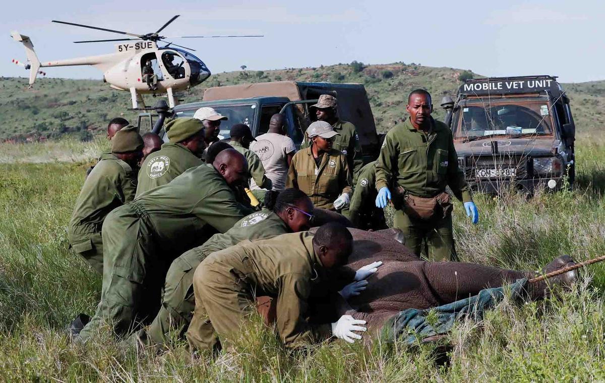FOTO:  Melihat Penandaan Telinga Badak di Kawasan Konservasi Margasatwa Lewa Kenya