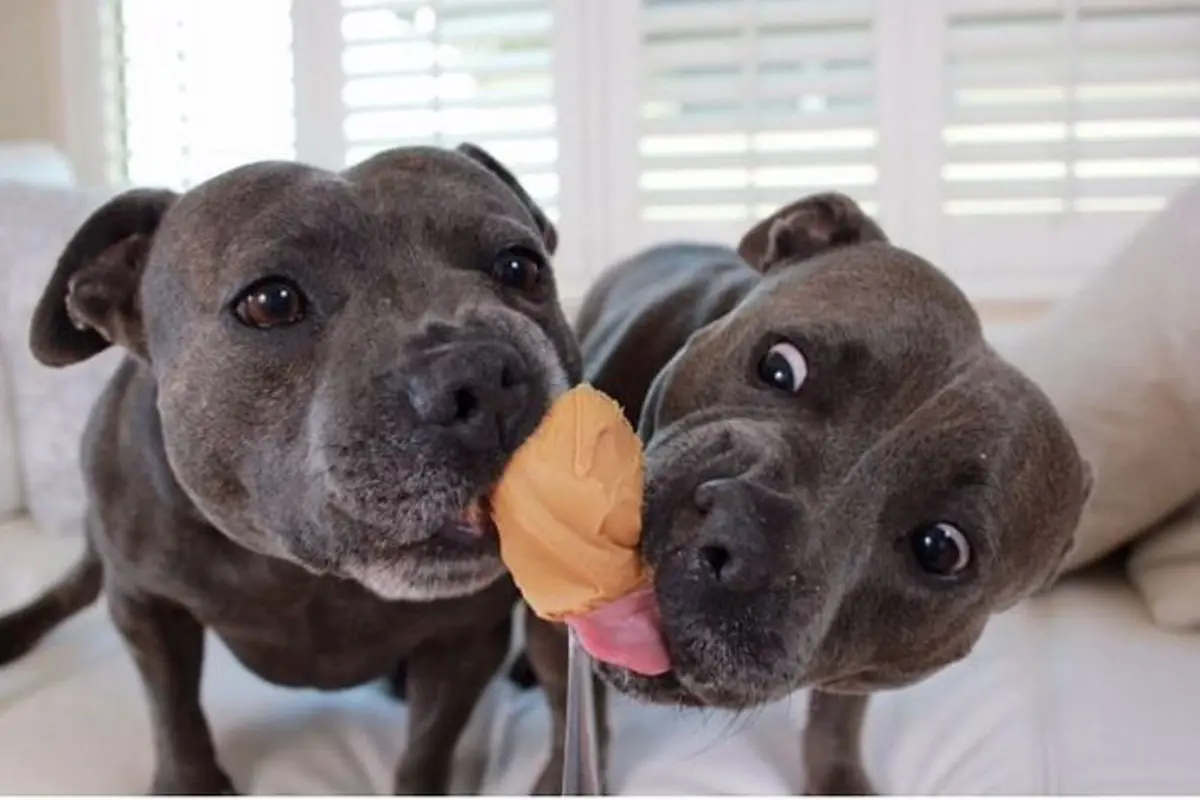 Sepasang Saudara Anjing Pitbull Bikin Jumat Sore Kamu Lebih Ceria