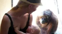 Orangutan ini seketika mendekati seorang wanita yang tengah menyusui anaknya.