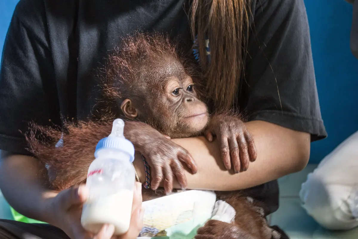 Vena, Bayi Orangutan yang Dievakuasi dari Warga