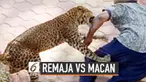 Remaja berusia 14 tahun dengan sigapnya melawan seekor macan tutul yang menyerang adiknya. Bermodalkan batu dan batang kayu, remaja tersebut memukul macan agar melepaskan cengkramannya dari tubuh sang adik.