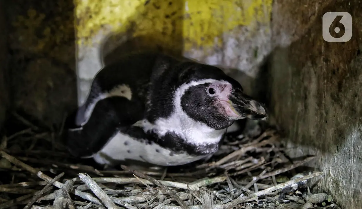 Bayi penguin di Ocean Dream Samudra, Ancol, Jakarta Utara, Senin (13/3/2023). Dalam upaya program pengembangbiakan tersebut telah melakukan modifikasi habitat untuk dapat memberikan kondisi lingkungan sesuai dengan habitat alaminya. (merdeka.com/Iqbal S Nugroho)