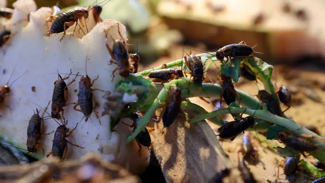 Ternak Jangkrik warga Banyuwangi  membantu perekonomian warga (Istimewa)