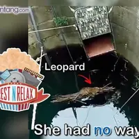 Penyelamatan Macan Tutul yang Terjebak di dalam Sumur