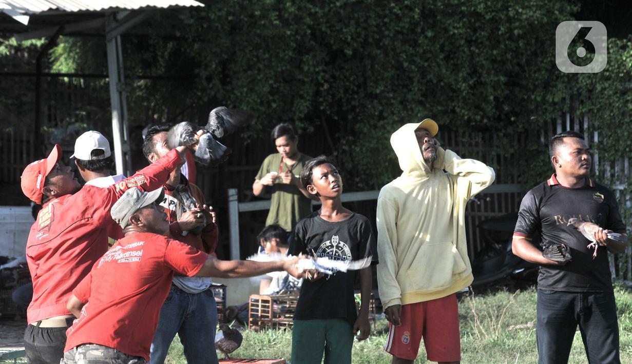 Warga melatih burung dara atau merpati kolongan di kawasan Papanggo, Jakarta, Rabu (29/1/2020). Burung merpati kolongan merupakan salah satu hobi warga Ibu Kota yang dapat menghasilkan uang hingga ratusan juta rupiah. (merdeka.com/Iqbal S. Nugroho)