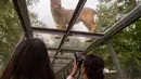 Pengunjung mengambil gambar seekor singa dari terowongan kaca di Thoiry Zoo and Park, di Thoiry, Prancis (23/4). (AFP Photo/Lionel Bonaventure)