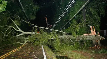 Pohon dan tiang listrik tumbang setelah Badai Hermine bertiup melalui Tallahassee, Florida pada 2 September 2016. Badai Hermine terbentuk di Teluk Meksiko dan menghantam kawasan teluk pantai di Florida dengan topan kategori 1. (REUTERS / Phil Sears)