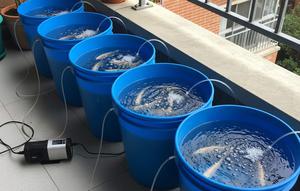 Analisis Modal dan Proyeksi Keuntungan Budidaya 100 Ekor. Foto: Gemini