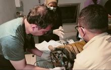 Dokter Hewan Ungkap Misteri Kematian Harimau di Agam Sumbar
