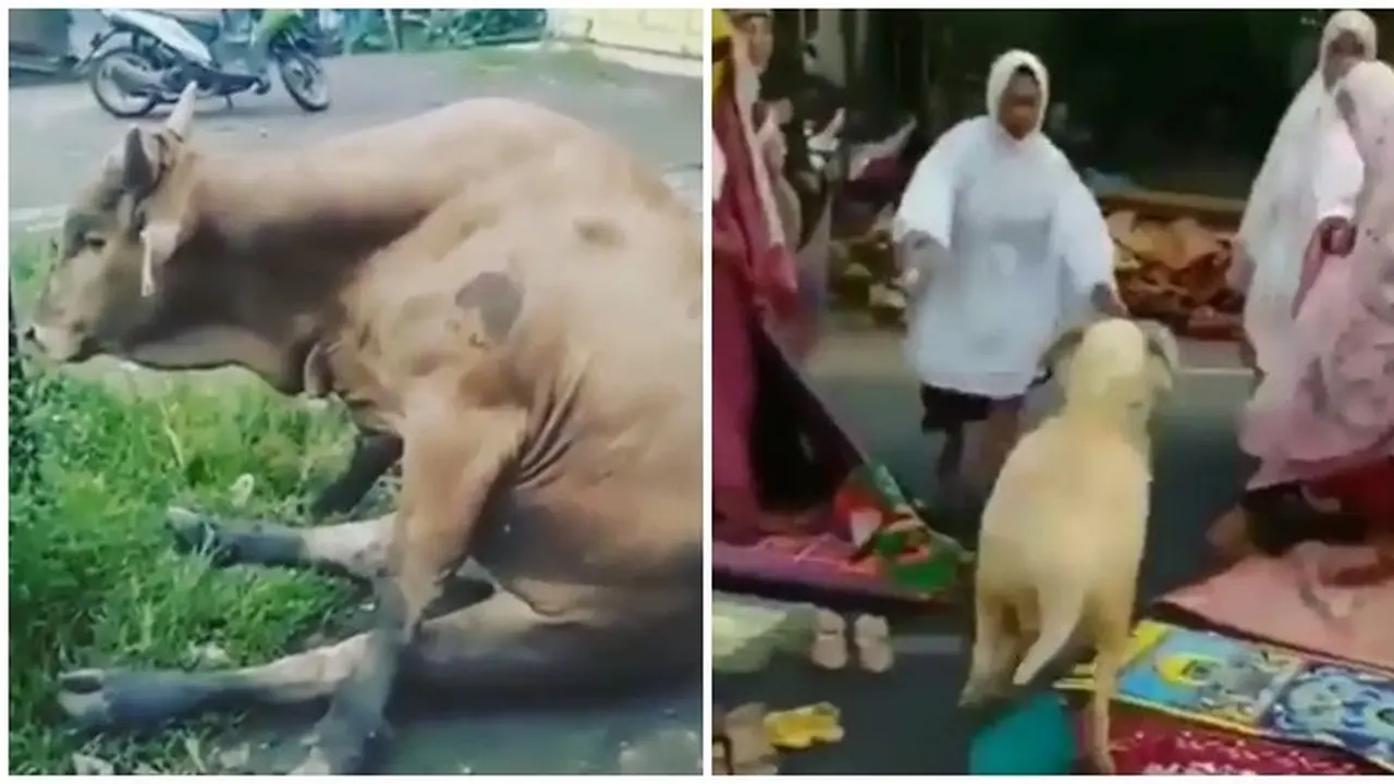 Momen Saat Lebaran Kurban Ala Netizen Ini Bikin Cengar Cengir