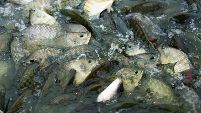 Ilustrasi mimpi dapat ikan banyak