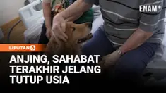 Poppy, seekor golden retriever, menjadi sosok yang dinanti di sebuah unit perawatan paliatif di Brisbane. Mengenakan “seragam tugasnya”, anjing terapi ini tampak antusias setiap kali bertugas.