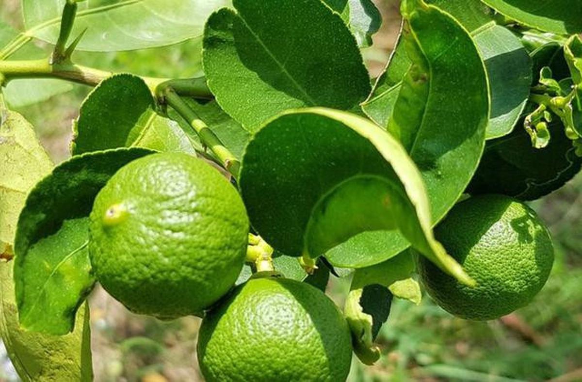 Jenis Pohon Jeruk yang Buahnya Kecil tapi Lebat
