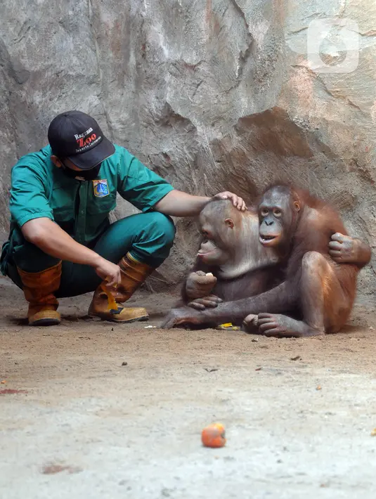 Penjaga kandang membelai Orangutan Sumatra (Pongo Abelii) di Taman Margasatwa Ragunan (TMR), Jakarta, Selasa (23/2/2021). Walau masih tutup akibat pendemi COVID-19, pelayanan terhadap satwa di TMR tetap berjalan setiap hari dan sesuai protokol kesehatan. (merdeka.com/Arie Basuki)