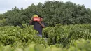 Palestina, termasuk Gaza, memiliki lahan yang subur untuk ditanami buah-buahan seperti anggur dan zaitun. (AP Photo/Adel Hana)