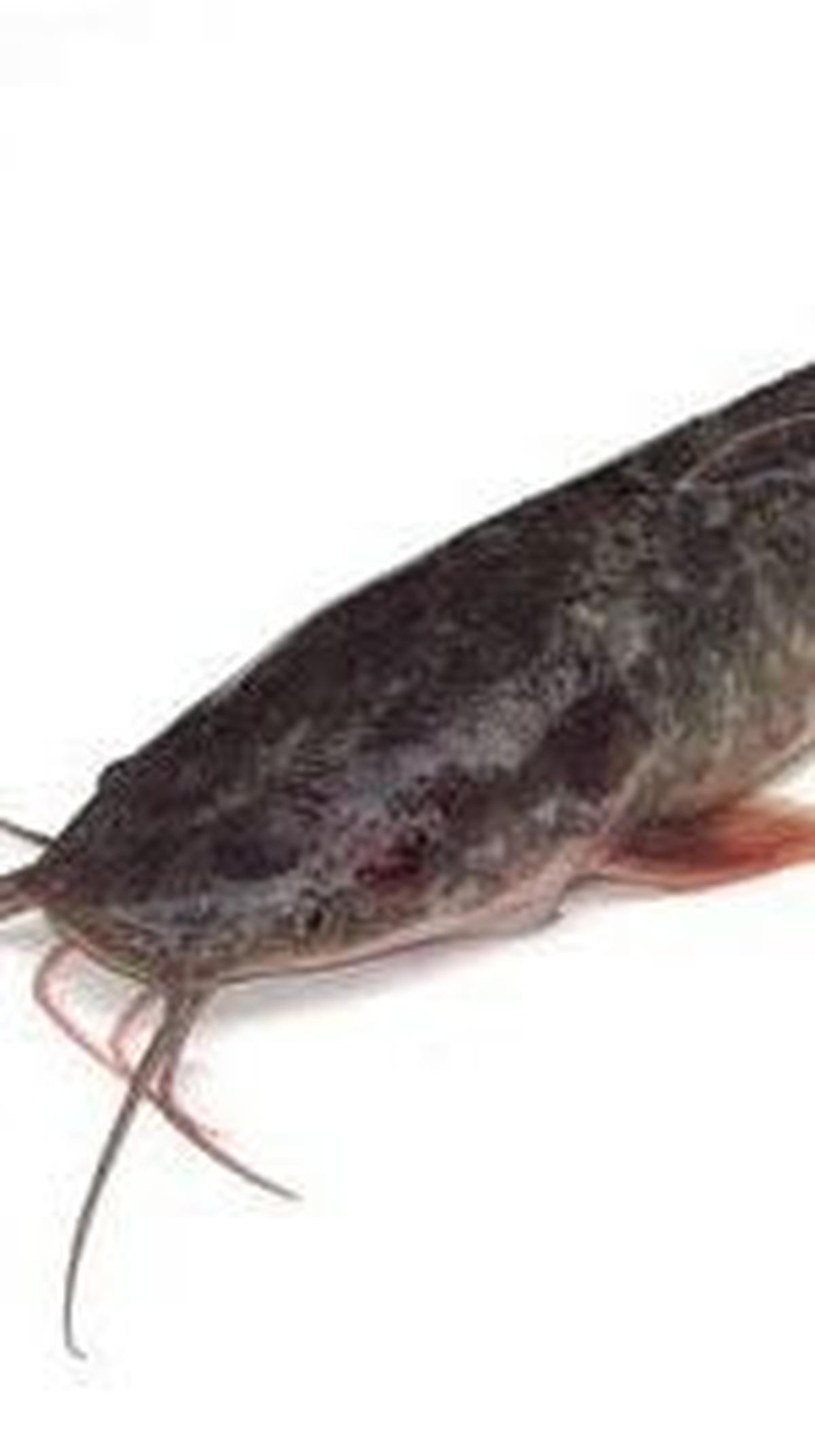 <b>3. Ikan Lele</b>