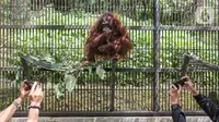 Induk orangutan, Eva memeluk bayi bernama Fitri di Taman Safari Indonesia Cisarua, Bogor, Jawa Barat, Rabu (27/5/2020). Fitri, bayi Orangutan Kalimantan berjenis bertina pemberian nama dari Menteri LHK Siti Nurbaya lahir pada hari Senin (25/5) pukul 05.00 WIB (Liputan6.com/Fery Pradolo)