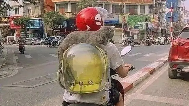 7 Potret Kocak Orang Boncengin Hewan Peliharaannya Ini Lucu Banget