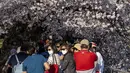 Pengunjung berkumpul di Tidal Basin untuk melihat bunga sakura di Washington, DC., 21 Maret 2022. National Park Service mengumumkan hari ini melalui Twitter bahwa bunga sakura Washington telah mencapai puncak mekarnya. (TASOS KATOPODIS/Getty Images via AFP)