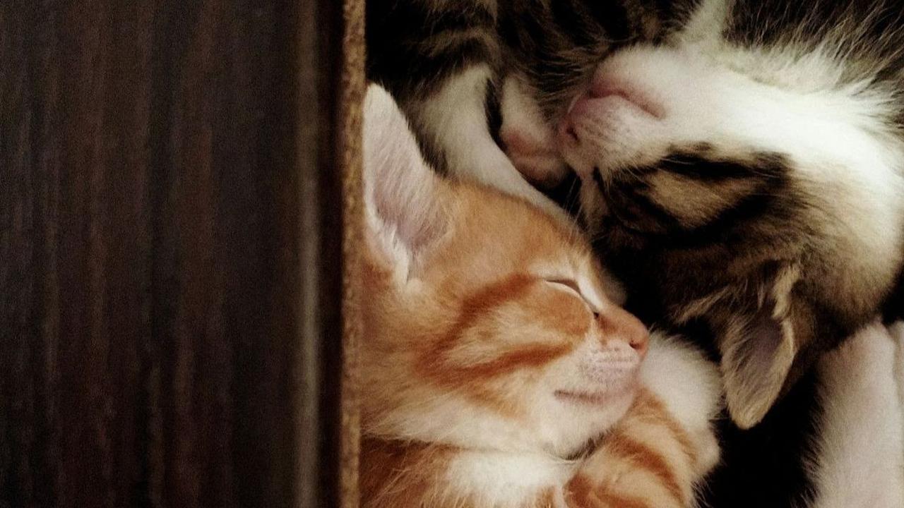 Apa yang Harus Dilakukan Setelah Menabrak Kucing?