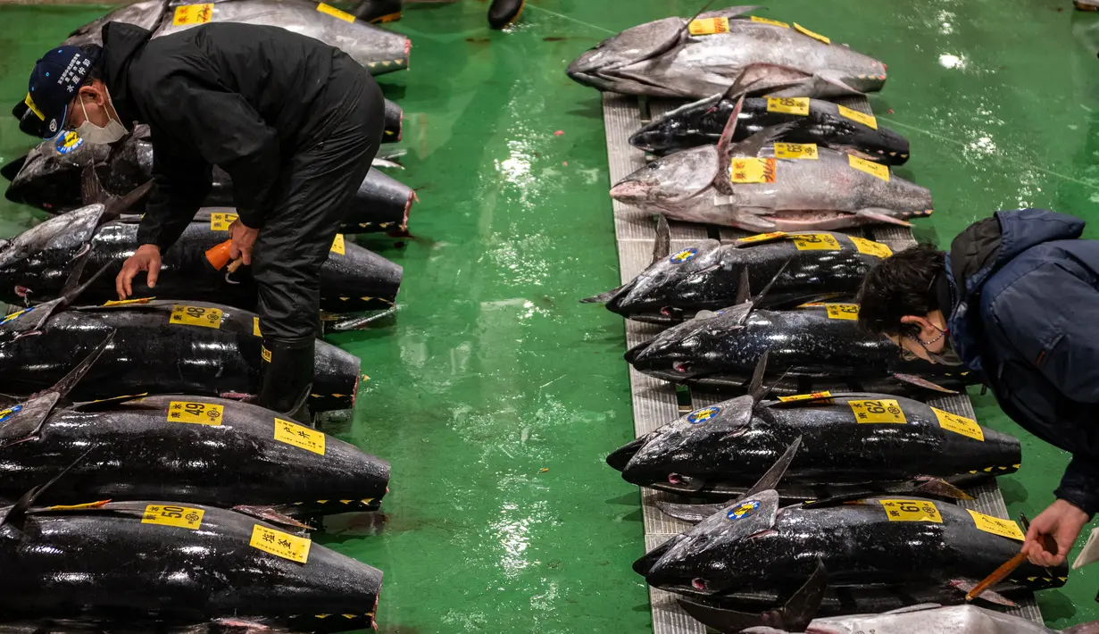 Tuna sirip biru dalam barisan saat pedagang grosir berpartisipasi dalam lelang tuna Tahun Baru di pasar ikan Toyosu di Tokyo, Rabu (5/1/2022). Dalam tradisi berbagai jenis ikan tuna berbagai ukuran hingga yang termahal ditampilkan dalam acara lelang Tahun Baru di pasar ikan Toyosu. (Philip FONG / AF