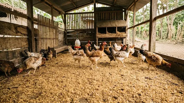Kandang Ayam dengan Alas Sekam Padi
