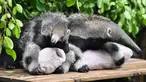 Sepasang bayi trenggiling kembar terlihat di Taman Safari Chimelong di Guangzhou, Provinsi Guangdong, China selatan, pada 10 Juni 2020. Bayi trenggiling kembar jantan dan betina tersebut, yang lahir pada 3 Maret tahun ini, diperkenalkan ke publik di Guangzhou pada Rabu (10/6). (Xinhua/Liu Dawei)