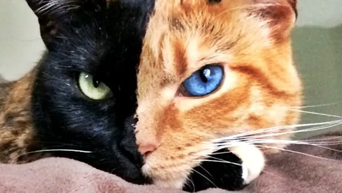 Photo copyright My Modern Met