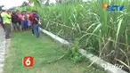 Penemuan jasad seorang wanita di kebun tebu membuat geger warga Desa Rejoslamet, Kecamatan Mojowarno, Jombang, Jawa Timur. Jenazah wanita diduga tewas sudah lebih dari 5 hari lantaran kondisi tubuhnya sudah tidak dikenali.