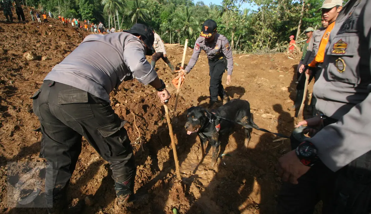 Personel kepolisan dibantu anjing pelacak melakukan pencarian korban longsor di Dusun Caok, Desa Karangrejo, Purworejo, Selasa (21/6). Kendala dalam pencarian korban saat ini material longsor berupa tanah mulai mengeras. (Liputan6.com/Boy Harjanto)