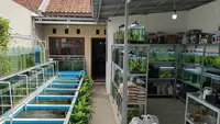 9 Usaha Ternak yang Bisa Digabung dengan Usaha Lain, Lebih Menguntungkan