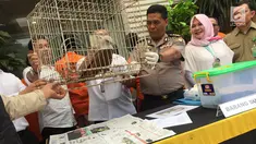 Kabid Humas Polda Metro Jaya, Kombes Argo Yuwono melihat barang bukti kasus jual beli satwa liar yang dilindungi, Jakarta, Rabu (31/1). Petugas menangkap tujuh pelaku yang memperjual-belikan hewan itu melalui media sosial. (Liputan6.com/Immanuel Antonius)