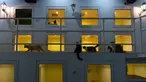Para kucing bersantai di sekitar kamar hotel berbintang lima khusus untuk kucing yang diberi nama CatZonia di Shah Alam, Kuala Lumpur, 6 Agustus 2018. Hotel ini menyediakan areal bermain hingga layanan kencan bagi sesama kucing. (AFP/Manan VATSYAYANA)