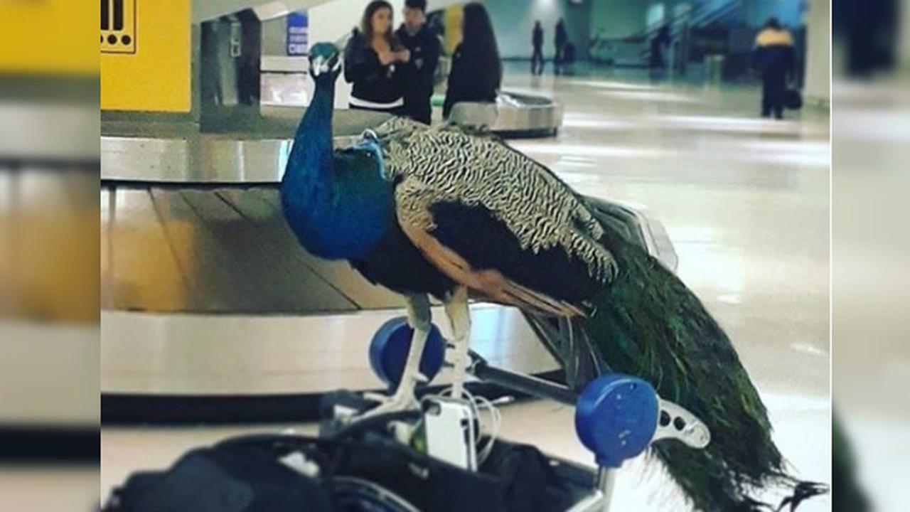 Meski punya tiket sendiri, burung merak di New Jersey ini dilarang terbang naik pesawat (Instagram/@dexterthepeacock)