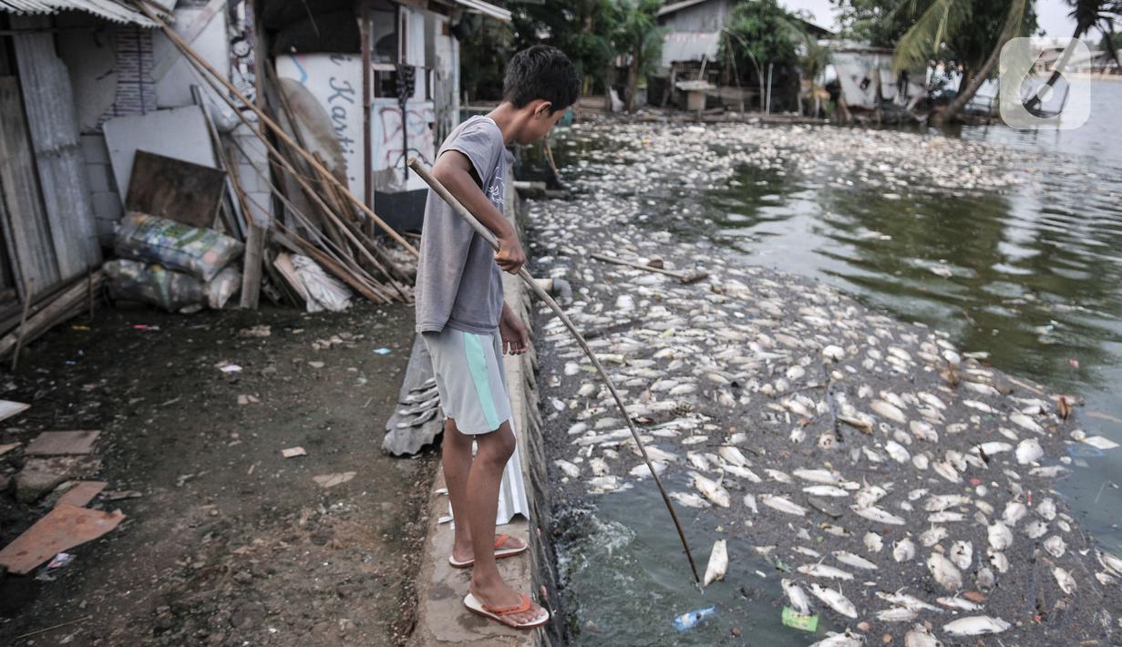 FOTO: Fenomena Ribuan Ekor Ikan Mati di Situ Rawa Besar ...
