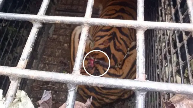 Harimau Sumatera dewasa yang masuk ke dalam kandang jebak di Lampung Barat itu mengalami dua luka jerat di bagian kaki dan pinggang