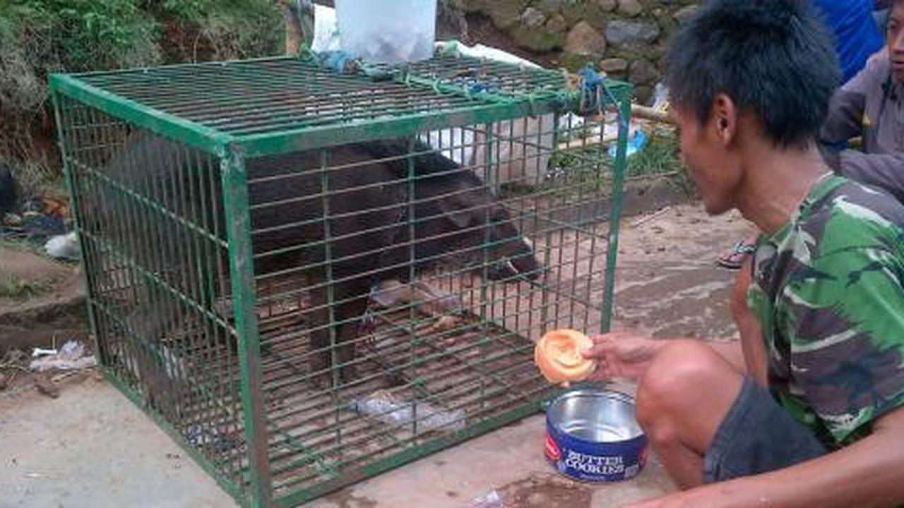 Heboh babi aneh di Cianjur, benarkah babi ngepet?
