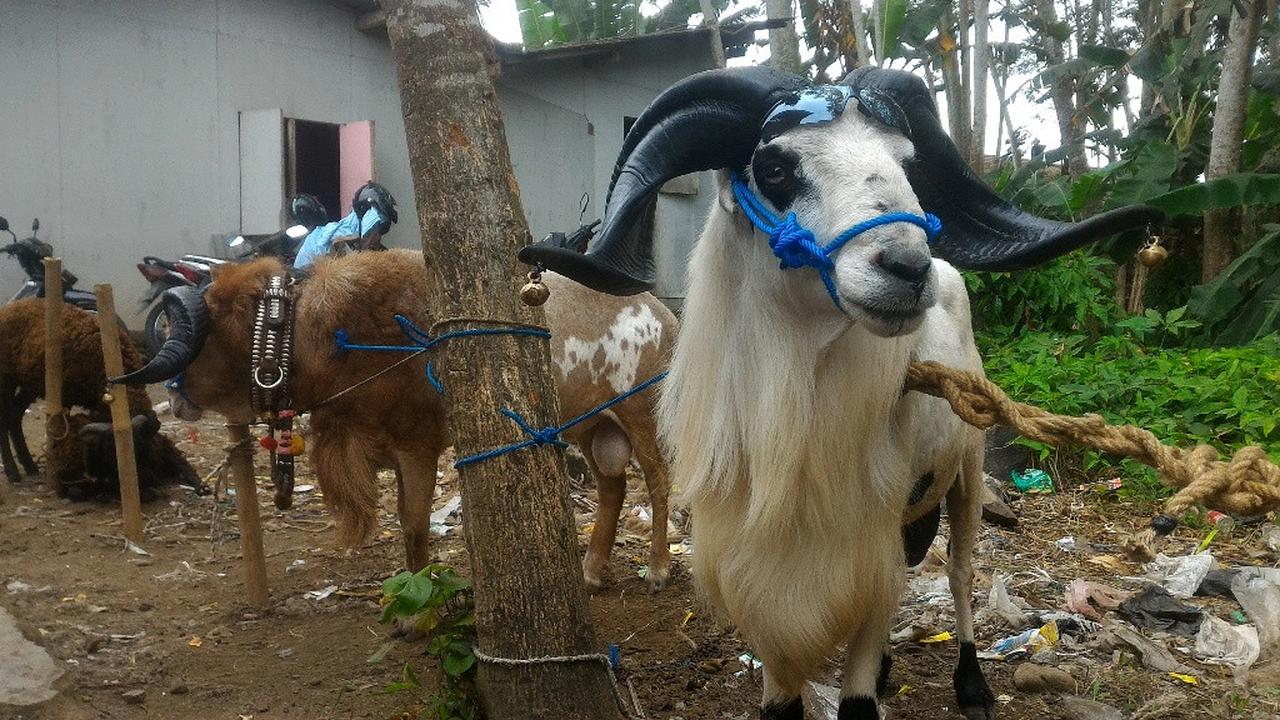 Penampakan Kambing-Kambing Kurban Seharga Sepeda Motor