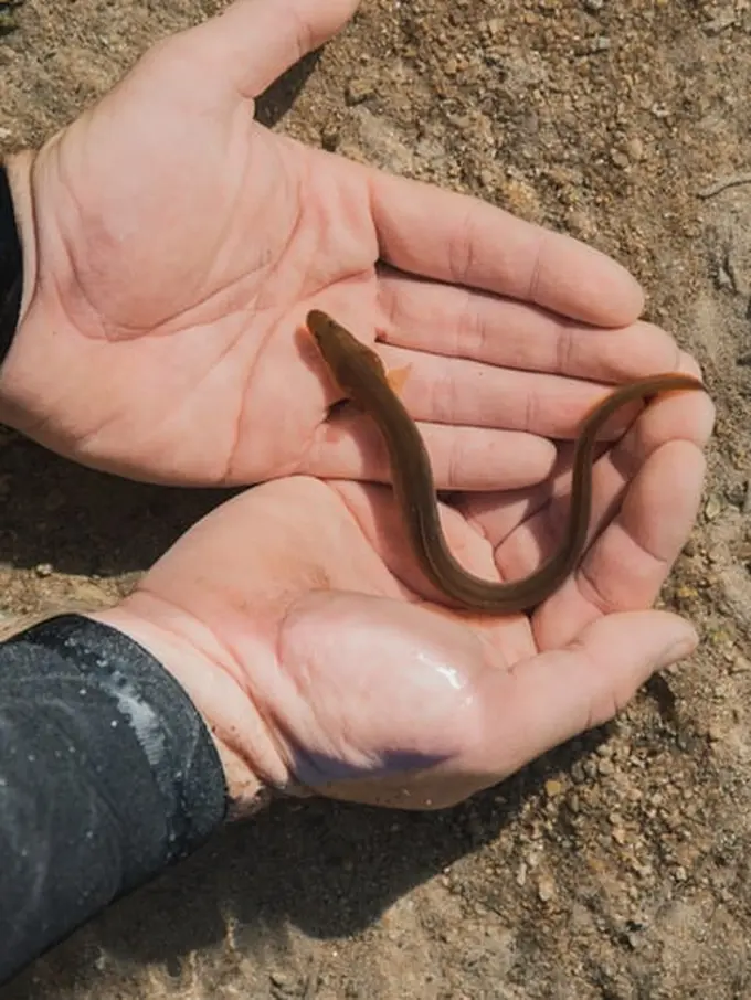 Arti Menangkap Belut yang Bermakna Baik