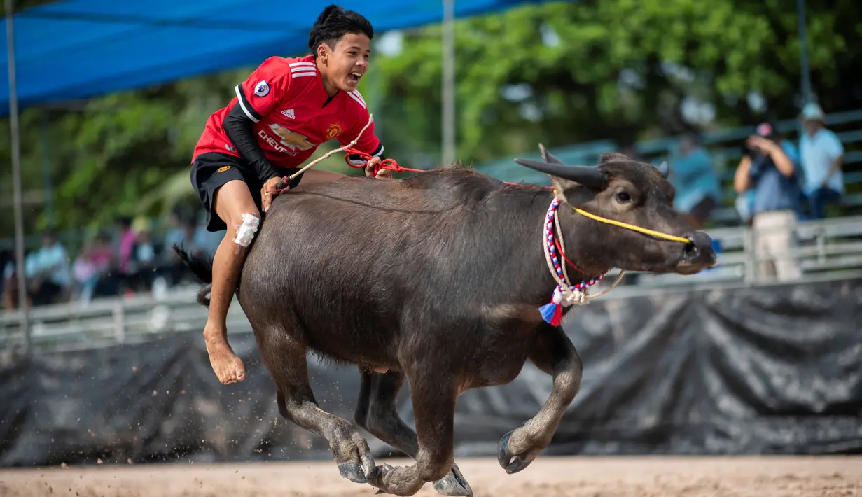 Seorang joki memacu kerbaunya dalam perlombaan balap kerbau tahunan di Chonburi, Thailand, Selasa (23/10). Lomba ini menandai berakhirnya musim hujan dan awal panen padi dalam tradisi yang berumur lebih dari satu abad. (Jewel SAMAD/AFP)
