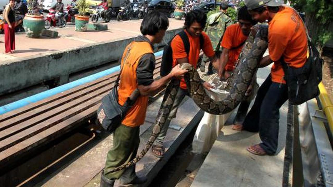 Ular sanca 6 meter ditemukan di Jalan Jenderal Sudirman
