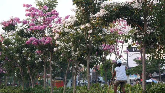 Tabebuya di jalan protokol Surabaya. (Dian Kurniawan/Liputan6.com)