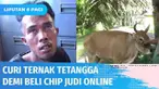 Kecanduan bermain aplikasi judi online membuat empat pemuda di Padang Pariaman nekat menjarah hewan ternak warga. Hasil curiannya tersebut digunakan untuk membeli chip atau koin digital judi online.