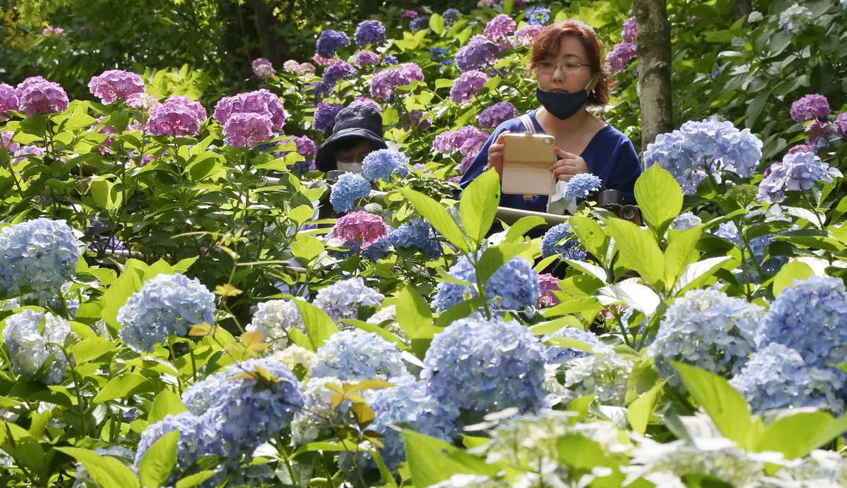 Pengunjung dengan mengenakan masker mengambil gambar bunga hydrangea yang mekar penuh di kuil Hasedera di Kamakura, dekat Tokyo pada Senin (15/6/2020). Karena ada banyak bunga hydrangea yang mekar di sini, kuil ini pun dijuluki sebagai kuil hydrangea. (AP Photo/Koji Sasahara)