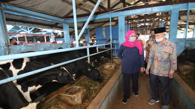 Kunjungan Khofifah ke produksi susu di Pasuruan
