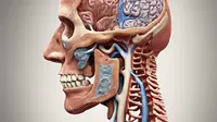 Sinusitis adalah Peradangan Rongga Sinus: Gejala, Penyebab, dan Pengobatan