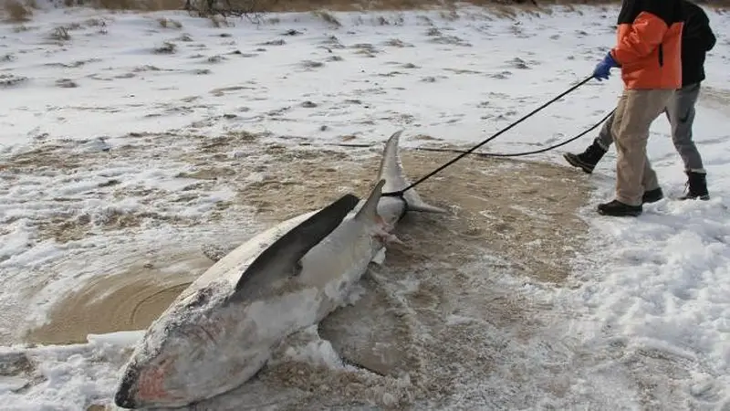 Hiu yang membeku akibat cuaca ekstrem yang dipicu oleh fenomena Bom Siklon di Amerika Serikat (sumber: The Atlantic White Shark Conservancy)