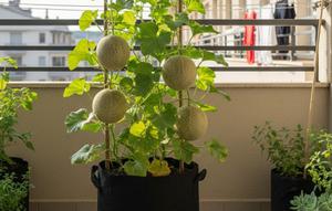 Ilustrasi Tanaman Buah Melon di Teras Mini/Gemini AI