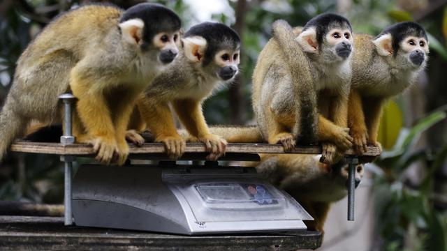 Penimbangan Tahunan Para Hewan di Kebun Binatang London